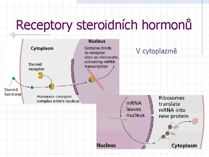 Receptory steroidních hormonů V cytoplazmě 