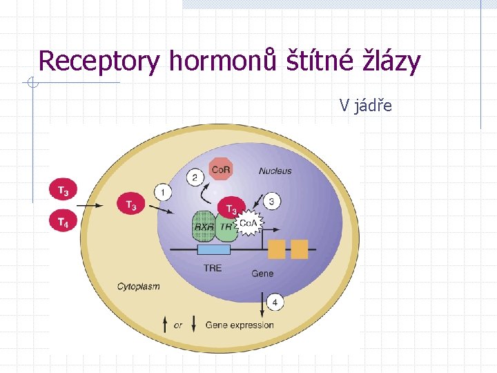 Receptory hormonů štítné žlázy V jádře 