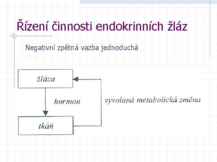 Řízení činnosti endokrinních žláz Negativní zpětná vazba jednoduchá 