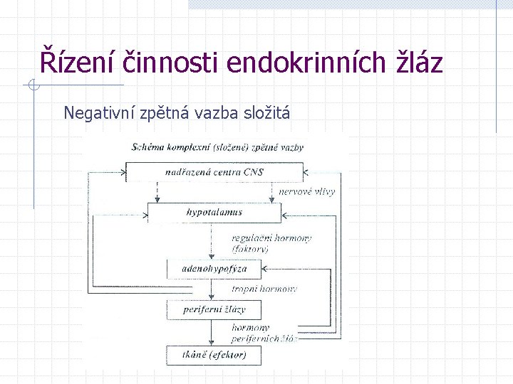 Řízení činnosti endokrinních žláz Negativní zpětná vazba složitá 