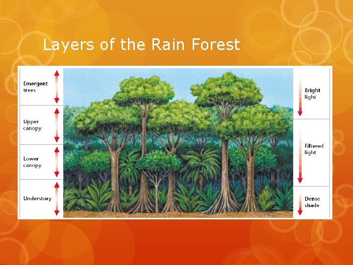 Layers of the Rain Forest 
