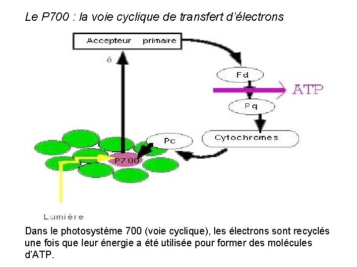 Le P 700 : la voie cyclique de transfert d’électrons Dans le photosystème 700