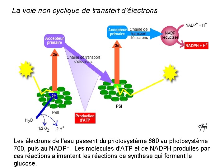 La voie non cyclique de transfert d’électrons Les électrons de l’eau passent du photosystème