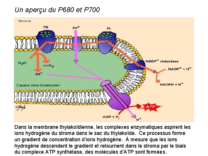 Un aperçu du P 680 et P 700 Dans la membrane thylakoïdienne, les complexes