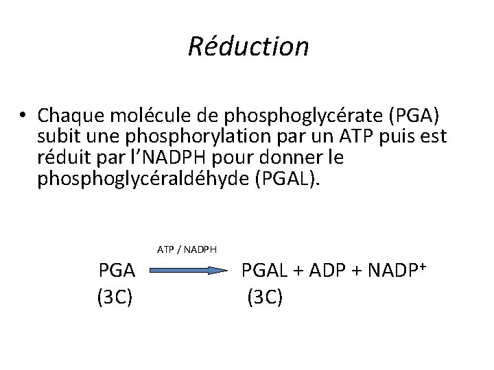 Réduction • Chaque molécule de phosphoglycérate (PGA) subit une phosphorylation par un ATP puis