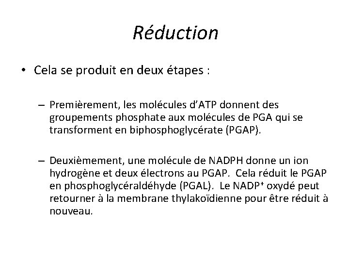 Réduction • Cela se produit en deux étapes : – Premièrement, les molécules d’ATP