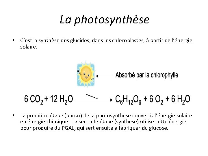 La photosynthèse • C’est la synthèse des glucides, dans les chloroplastes, à partir de