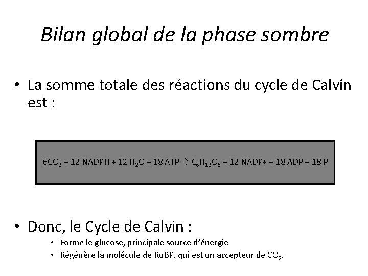 Bilan global de la phase sombre • La somme totale des réactions du cycle