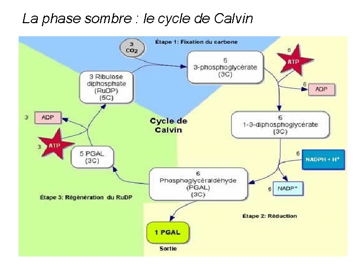 La phase sombre : le cycle de Calvin 
