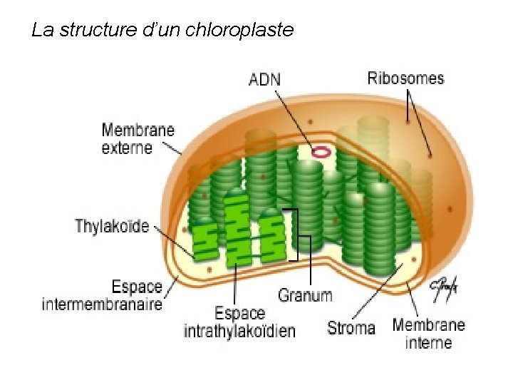 La structure d’un chloroplaste 