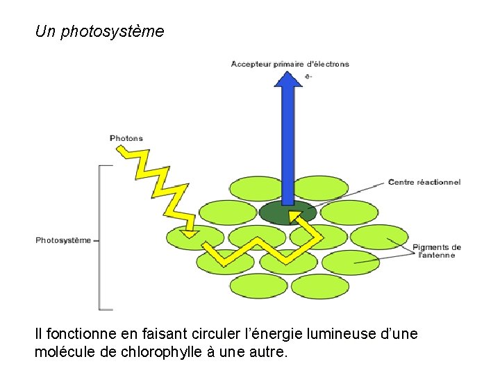 Un photosystème Il fonctionne en faisant circuler l’énergie lumineuse d’une molécule de chlorophylle à