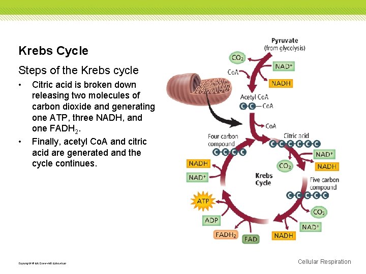 Krebs Cycle Steps of the Krebs cycle • • Citric acid is broken down