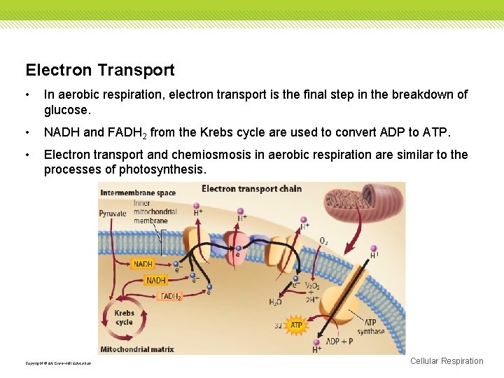 Electron Transport • In aerobic respiration, electron transport is the final step in the
