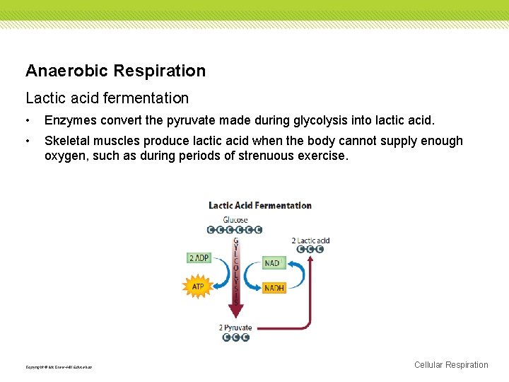 Anaerobic Respiration Lactic acid fermentation • Enzymes convert the pyruvate made during glycolysis into