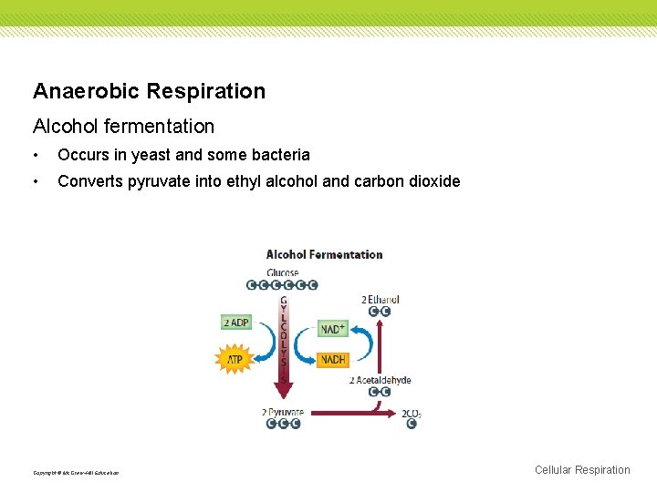 Anaerobic Respiration Alcohol fermentation • Occurs in yeast and some bacteria • Converts pyruvate