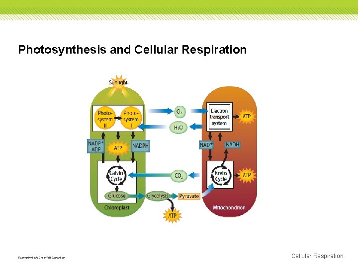 Photosynthesis and Cellular Respiration Copyright © Mc. Graw-Hill Education Cellular Respiration 