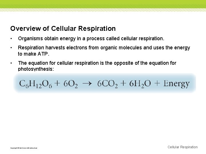 Overview of Cellular Respiration • Organisms obtain energy in a process called cellular respiration.