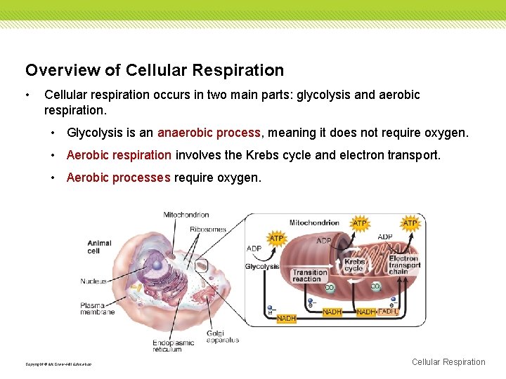 Overview of Cellular Respiration • Cellular respiration occurs in two main parts: glycolysis and