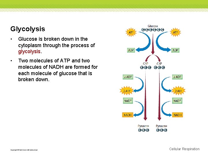 Glycolysis • Glucose is broken down in the cytoplasm through the process of glycolysis.