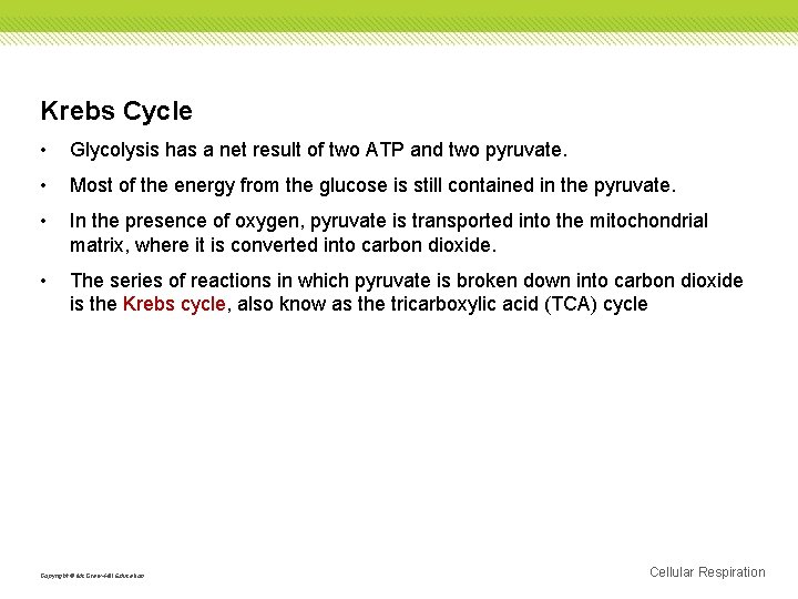Krebs Cycle • Glycolysis has a net result of two ATP and two pyruvate.