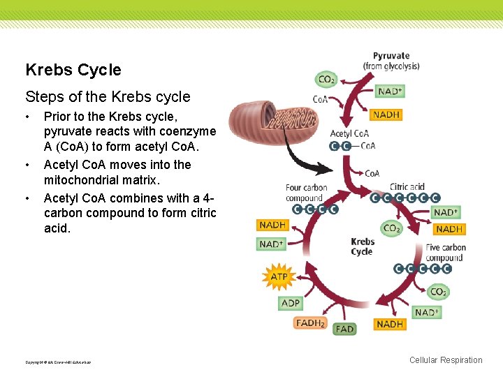 Krebs Cycle Steps of the Krebs cycle • • • Prior to the Krebs