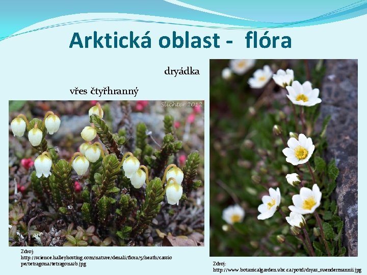 Arktická oblast - flóra dryádka vřes čtyřhranný Zdroj: http: //science. halleyhosting. com/nature/denali/flora/5/heath/cassio pe/tetragona 2