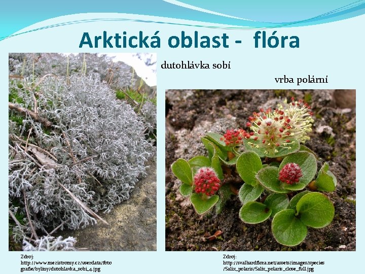 Arktická oblast - flóra dutohlávka sobí vrba polární Zdroj: http: //www. mezistromy. cz/userdata/foto grafie/byliny/dutohlavka_sobi_4.