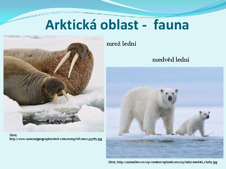 Arktická oblast - fauna mrož lední medvěd lední Zdroj: http: //www. nationalgeographicstock. com/comp/MI/001/1333783. jpg
