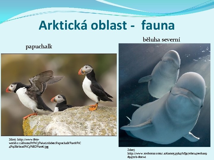Arktická oblast - fauna papuchalk Zdroj: http: //www. fotoworld. cz/album/Pt%C 3%A 1 ci/slides/Papuchalk%20 b%C