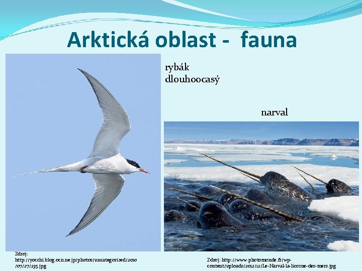 Arktická oblast - fauna rybák dlouhoocasý narval Zdroj: http: //yocchi. blog. ocn. ne. jp/photos/uncategorized/2010