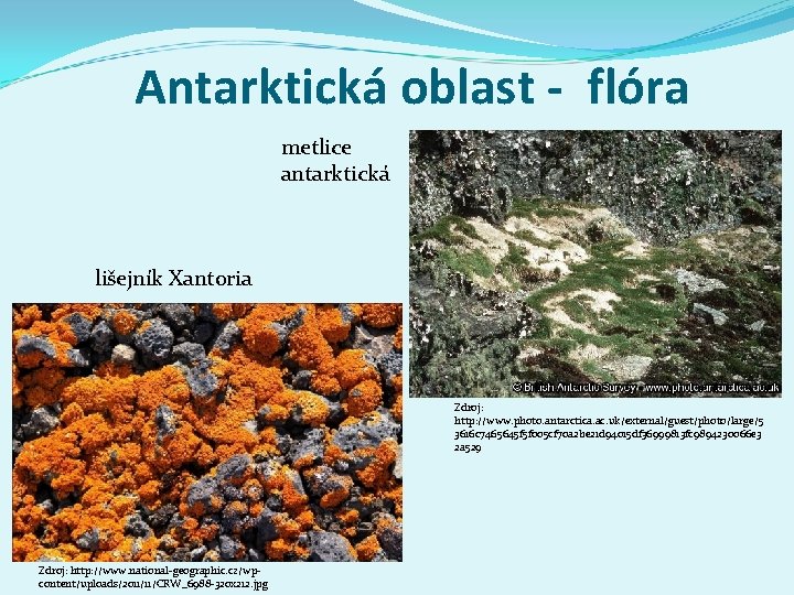 Antarktická oblast - flóra metlice antarktická lišejník Xantoria Zdroj: http: //www. photo. antarctica. ac.