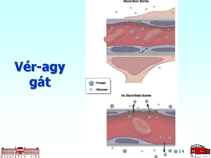 Vér-agy gát 14 