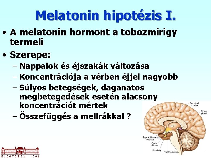 Melatonin hipotézis I. • A melatonin hormont a tobozmirigy termeli • Szerepe: – Nappalok