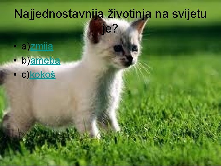 Najjednostavnija životinja na svijetu je? • a)zmija • b)ameba • c)kokoš 