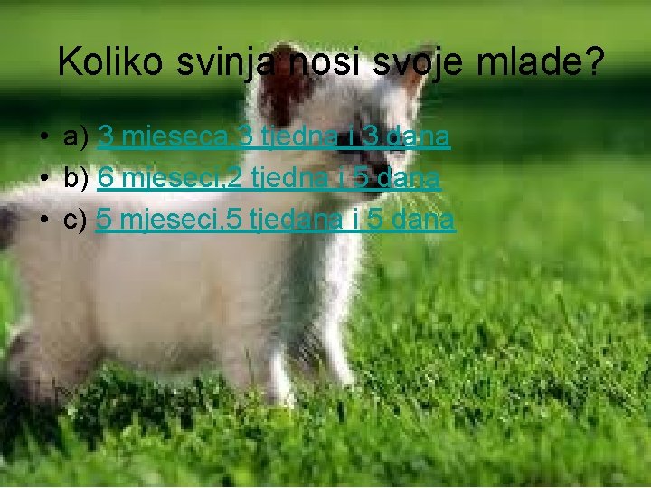 Koliko svinja nosi svoje mlade? • a) 3 mjeseca, 3 tjedna i 3 dana