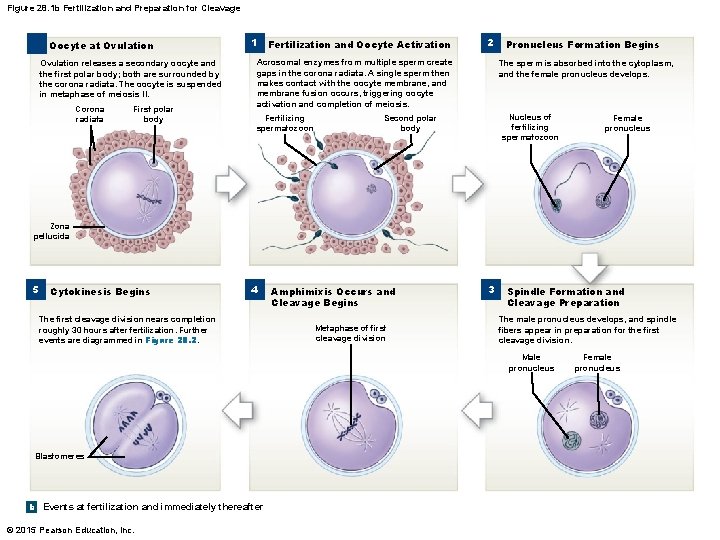 Figure 28. 1 b Fertilization and Preparation for Cleavage Oocyte at Ovulation releases a