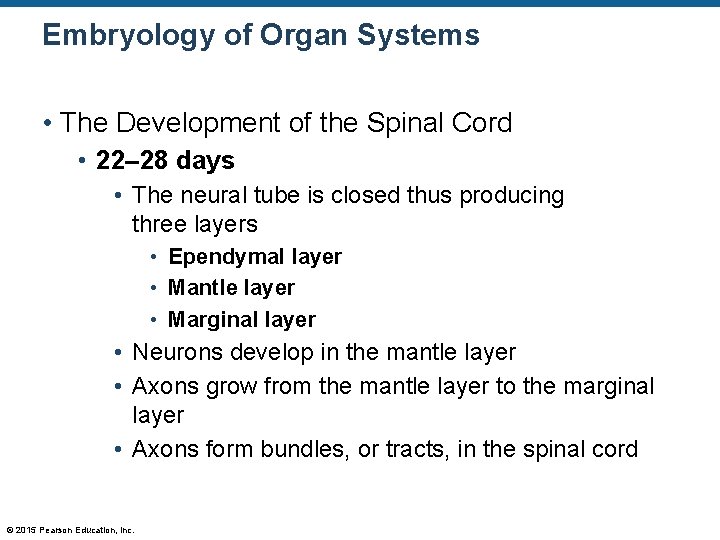 Embryology of Organ Systems • The Development of the Spinal Cord • 22– 28