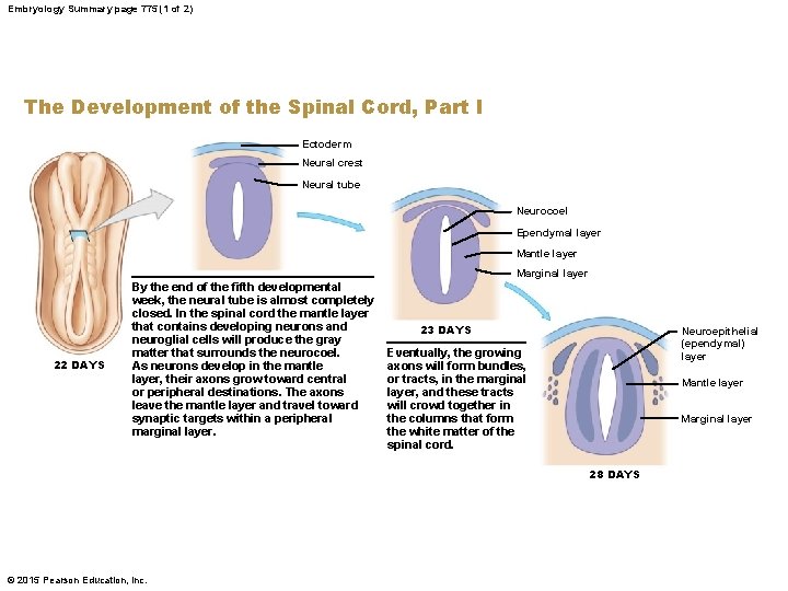 Embryology Summary page 775 (1 of 2) The Development of the Spinal Cord, Part