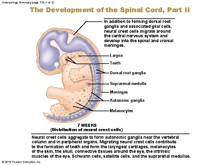 Embryology Summary page 776 (1 of 3) The Development of the Spinal Cord, Part
