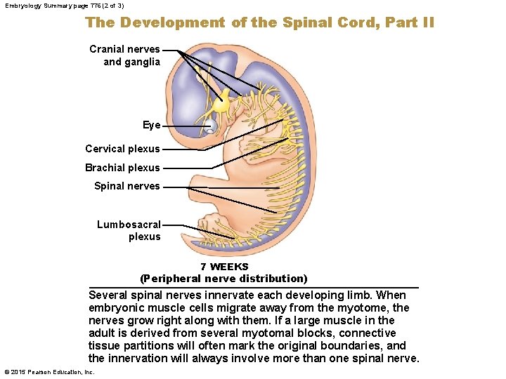 Embryology Summary page 776 (2 of 3) The Development of the Spinal Cord, Part