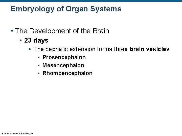 Embryology of Organ Systems • The Development of the Brain • 23 days •
