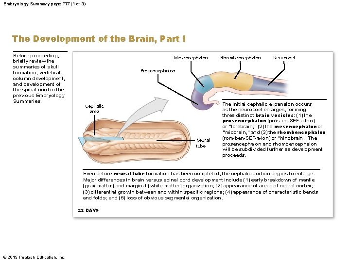 Embryology Summary page 777 (1 of 3) The Development of the Brain, Part I