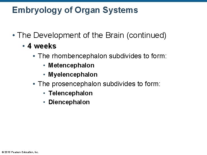 Embryology of Organ Systems • The Development of the Brain (continued) • 4 weeks