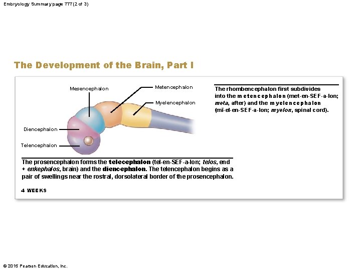 Embryology Summary page 777 (2 of 3) The Development of the Brain, Part I