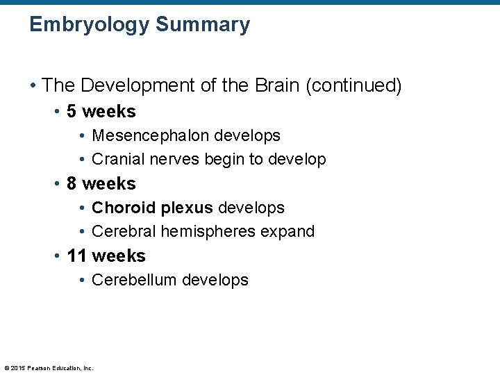 Embryology Summary • The Development of the Brain (continued) • 5 weeks • Mesencephalon