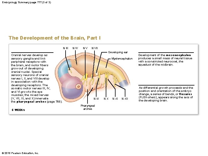 Embryology Summary page 777 (3 of 3) The Development of the Brain, Part I
