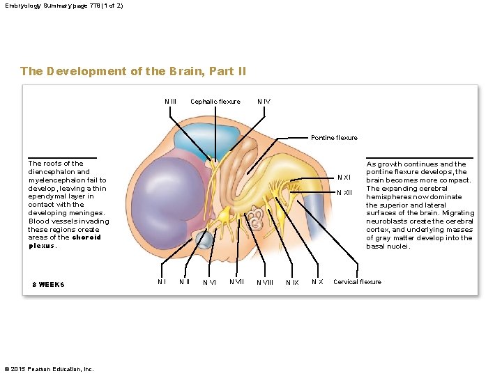 Embryology Summary page 778 (1 of 2) The Development of the Brain, Part II
