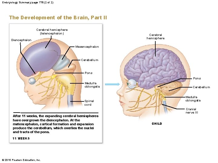 Embryology Summary page 778 (2 of 2) The Development of the Brain, Part II