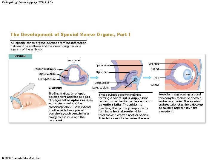 Embryology Summary page 779 (1 of 3) The Development of Special Sense Organs, Part