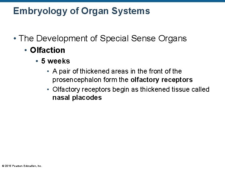 Embryology of Organ Systems • The Development of Special Sense Organs • Olfaction •